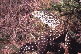 Cape Range National Park, West Australia / Beate