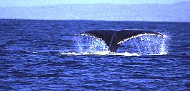 Ningaloo Reef, West Australia / Beate
