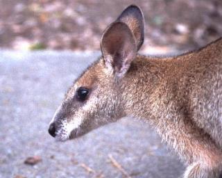 Cape Hillsborough National Park, Queensland / Beate