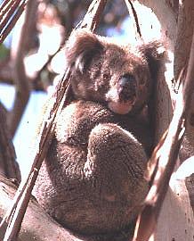 Kangaroo Island, South Australia / Matthias