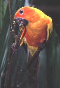 Kuranda, Queensland