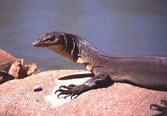 Kakadoo National Park, Northern Territories / Matthias