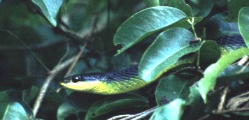 Daintree, Queensland / Beate
