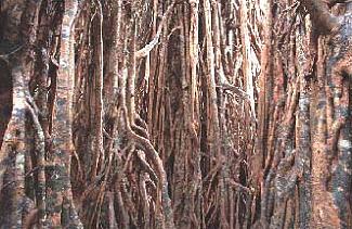 Cathedral Fig Tree; Atherton Tablelands / Matthias