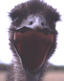 angriffslustiger Emu  / Matthias