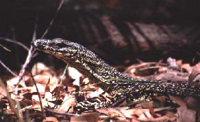 Goanna / Beate