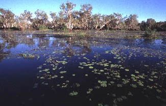 Yellow Lagoon; Kakadu Nat. Park / Matthias