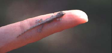 Mini mini Gecko / Matthias