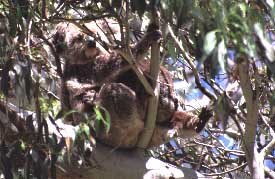 Koala, immer ganz oben und kaum zu sehen / Beate