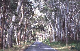 Allee auf Kangoroo Island / Matthias