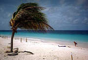 Windgebeugte Palme: Der "Bonaire Marine Park" s�umt die gesamte eher karge und
trockene K�ste der Insel